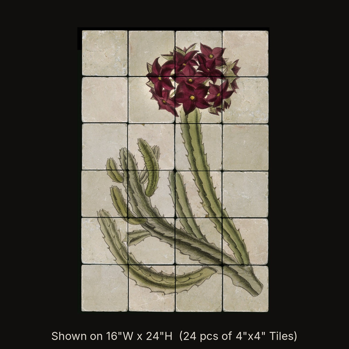 Caralluma Campanulata (Stapeliad) inspired by William Curtis, stone mural shown on 16"W x 24"H (24 pcs of 4"x4" tumbled marble tiles)