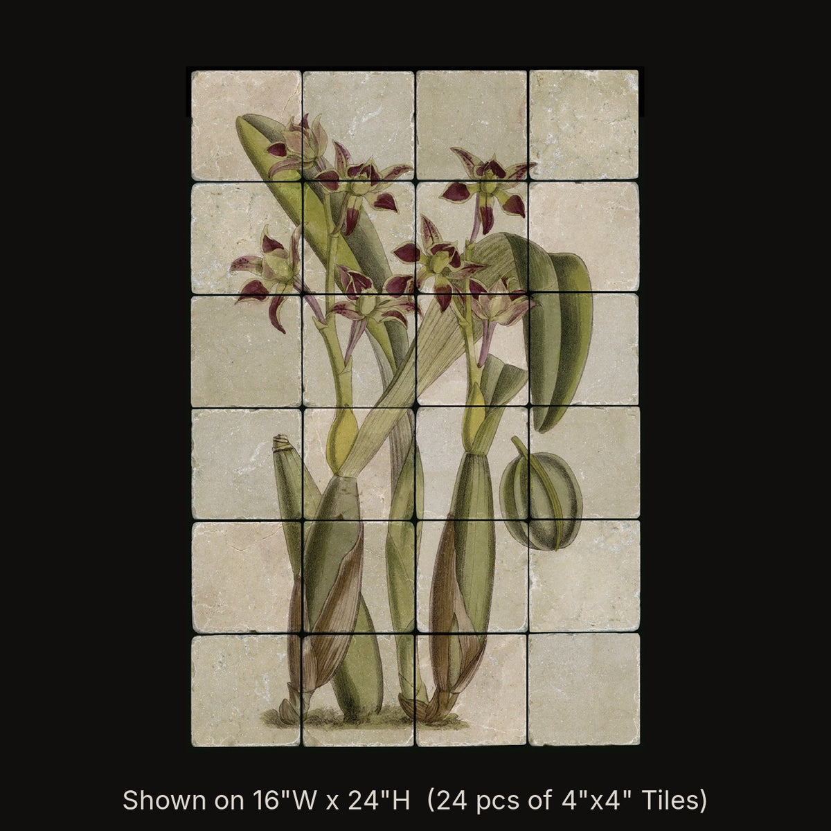 Epidendrum Spondiadum (Orchid) inspired by William Curtis, stone mural shown on 16"W x 24"H (24 pcs of 4"x4" tumbled marble tiles)